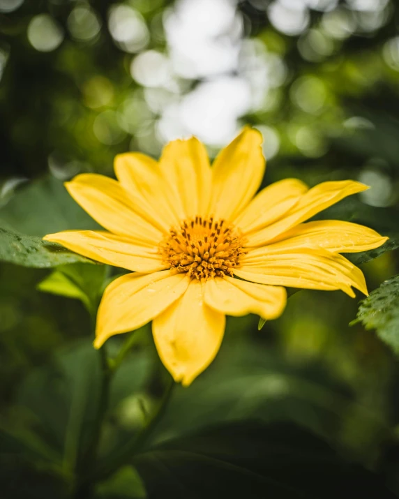 a yellow flower is seen in this picture