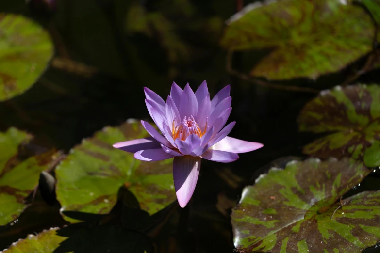 there is a purple flower with green leaves