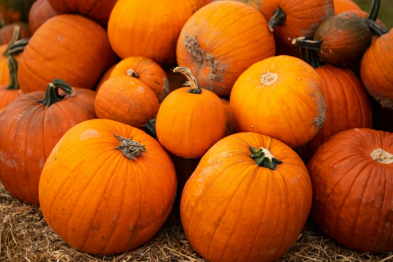 there are many pumpkins on the ground