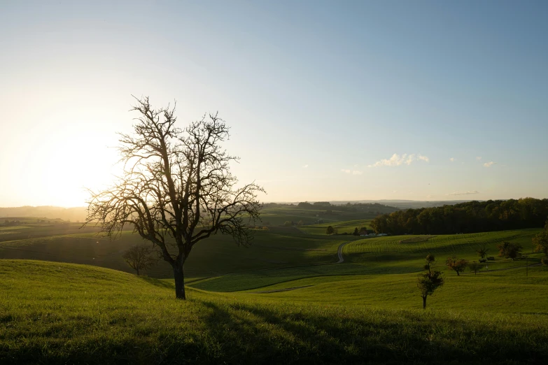 a tree that is standing in the grass