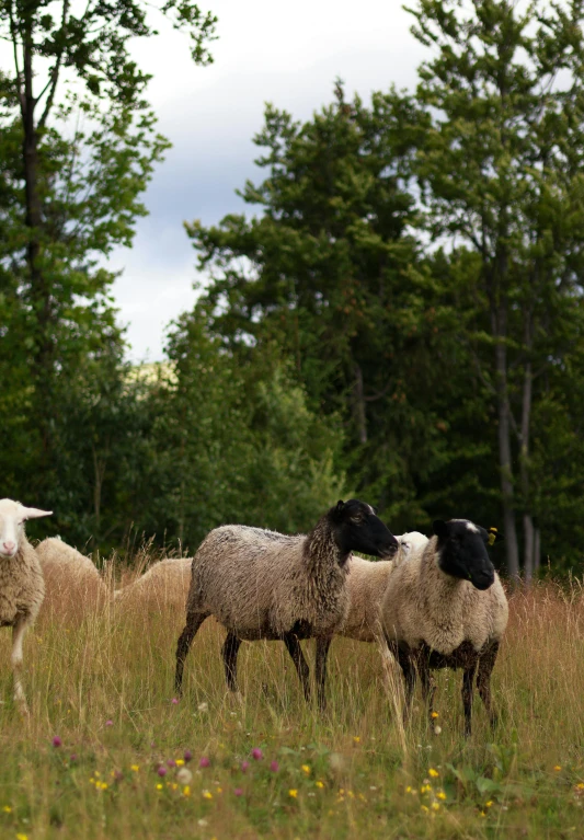 a group of sheep grazing in the grass