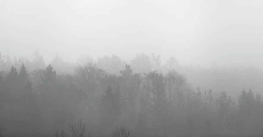 trees in the fog in a wooded area