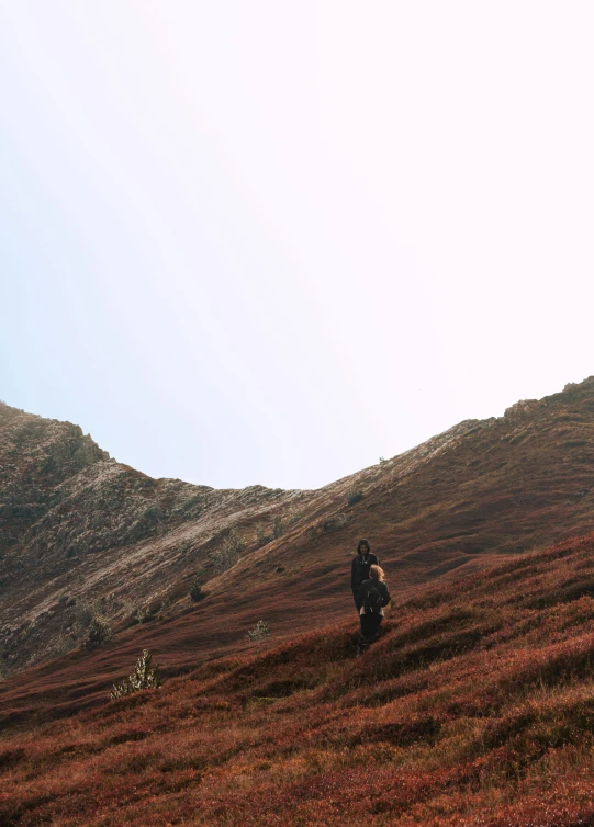 a man walking up a hill with some cows