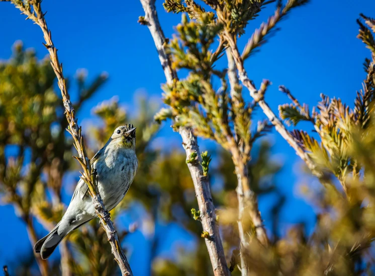 a bird is sitting in the tree looking back