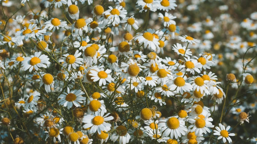 a lot of white and yellow flowers with yellow centers