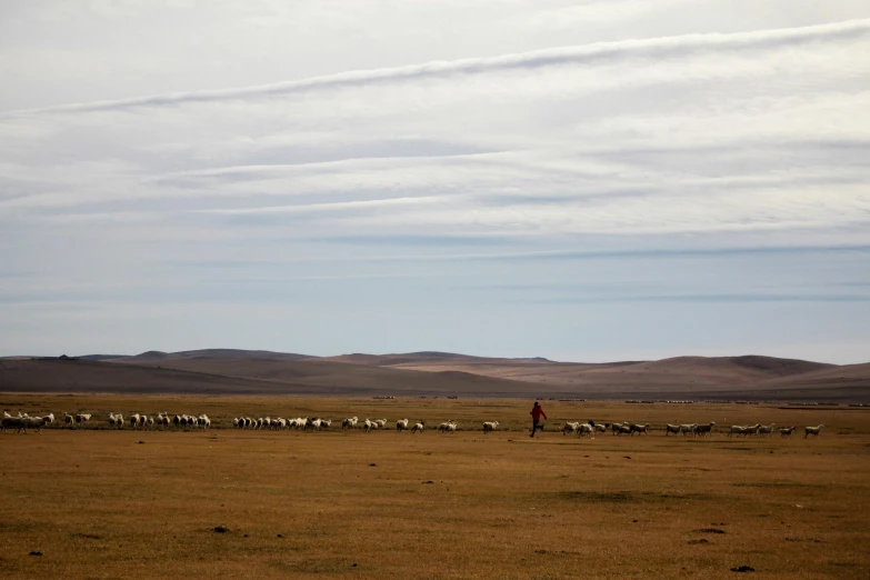 a field full of animals standing in the desert