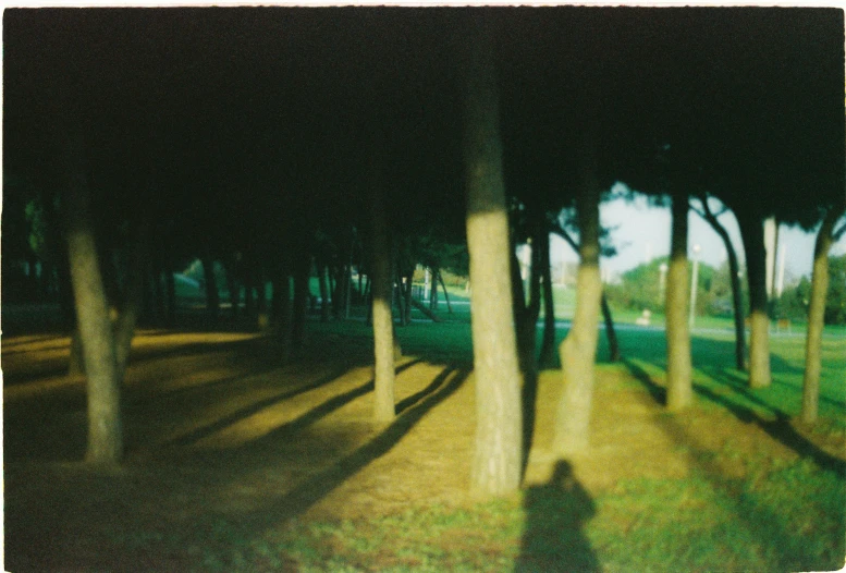 a shadow of trees cast on the ground