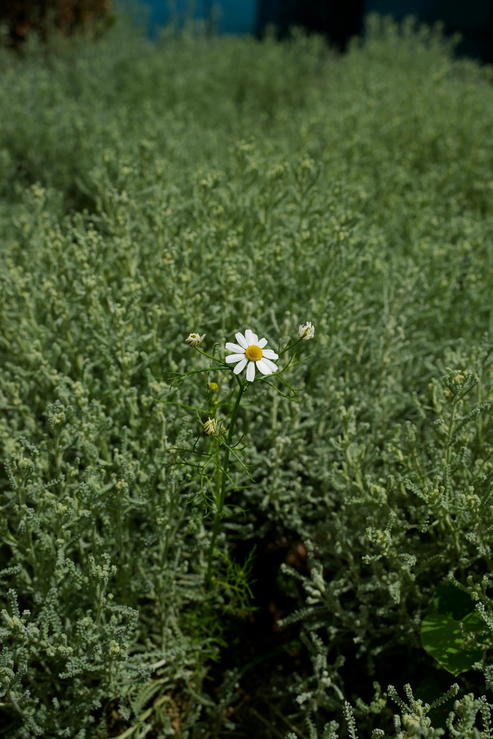 a close - up of a flower in a green field