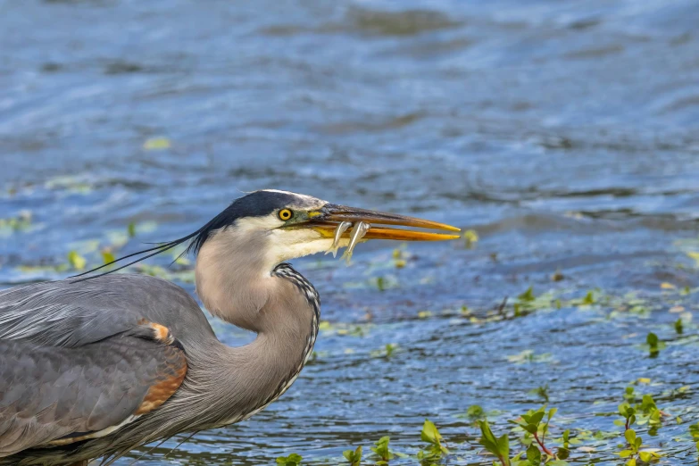 a bird standing on the water with a fish in it's beak