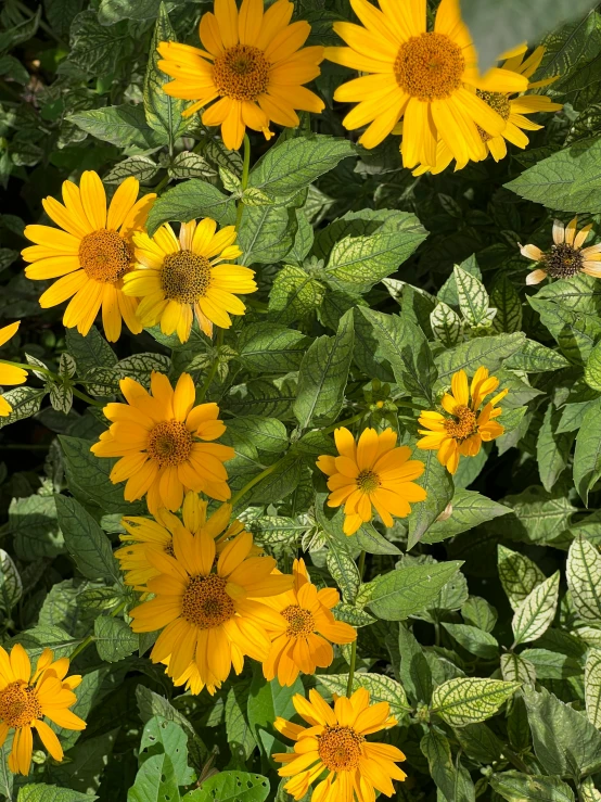 there is a small group of yellow flowers on the plant