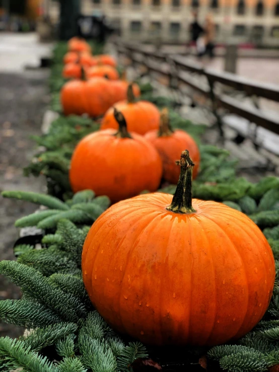 rows of pumpkins set on green leaves along side of an iron rail