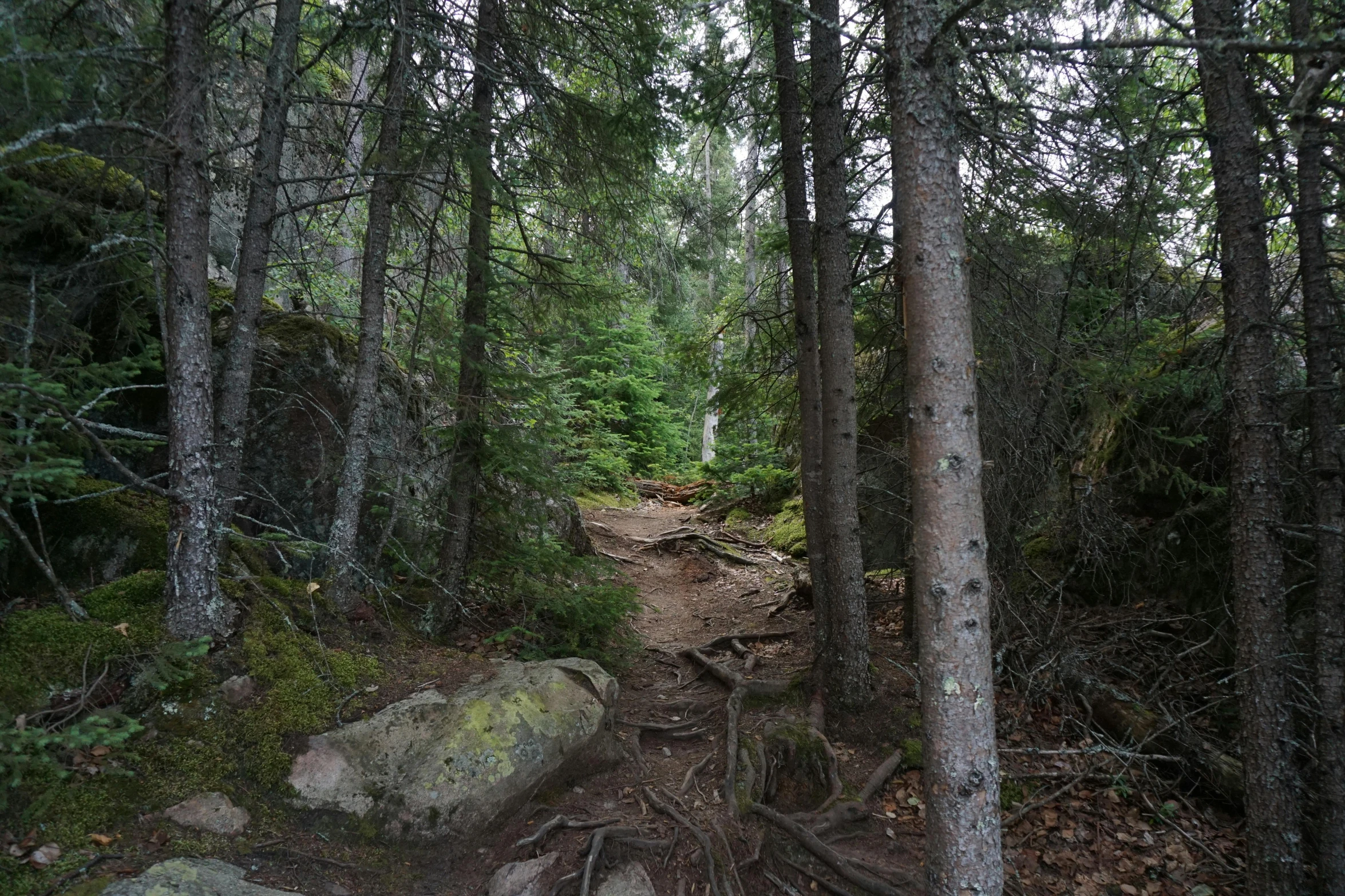 a dirt path in the middle of some trees