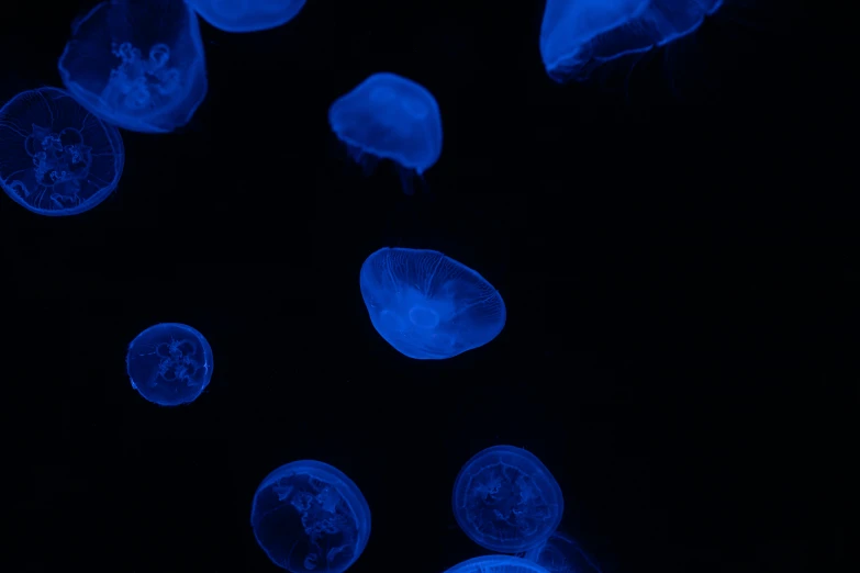 five jellyfish swim together in the dark