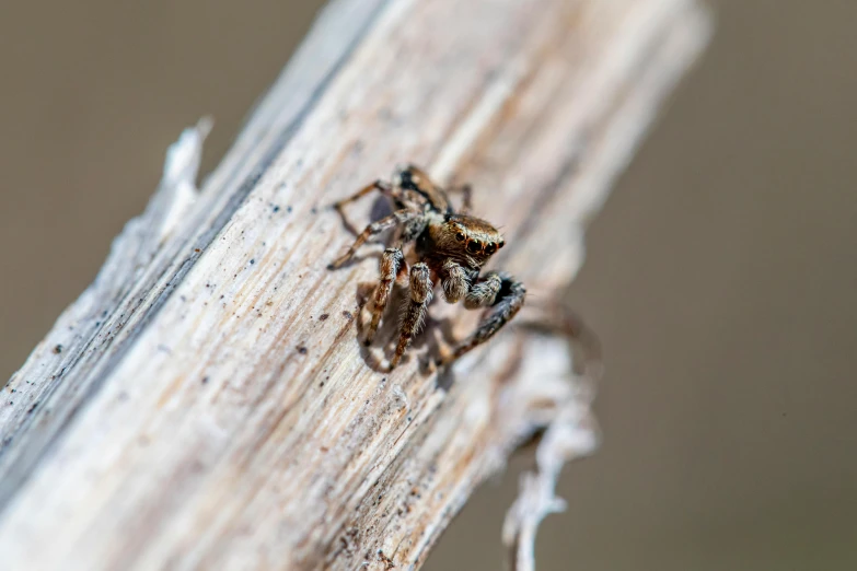 a close up of a mosquito on a piece of wood