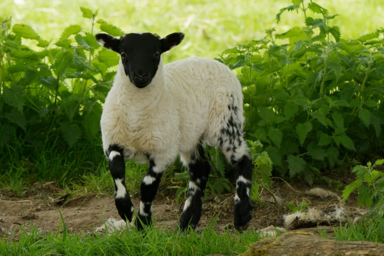 a young lamb is standing on the grass