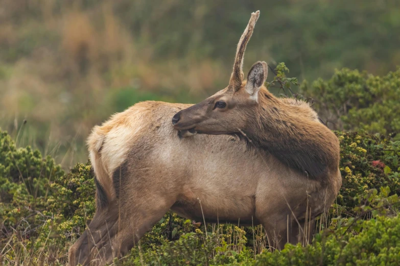 an antelope rubbing its head on a shrubbery covered hill