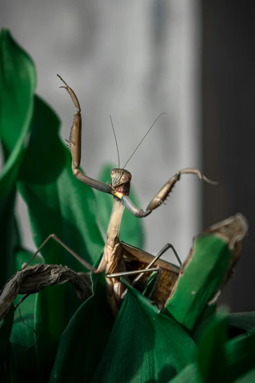a praying mantisca with hands extended to the side, in front of a green leaf