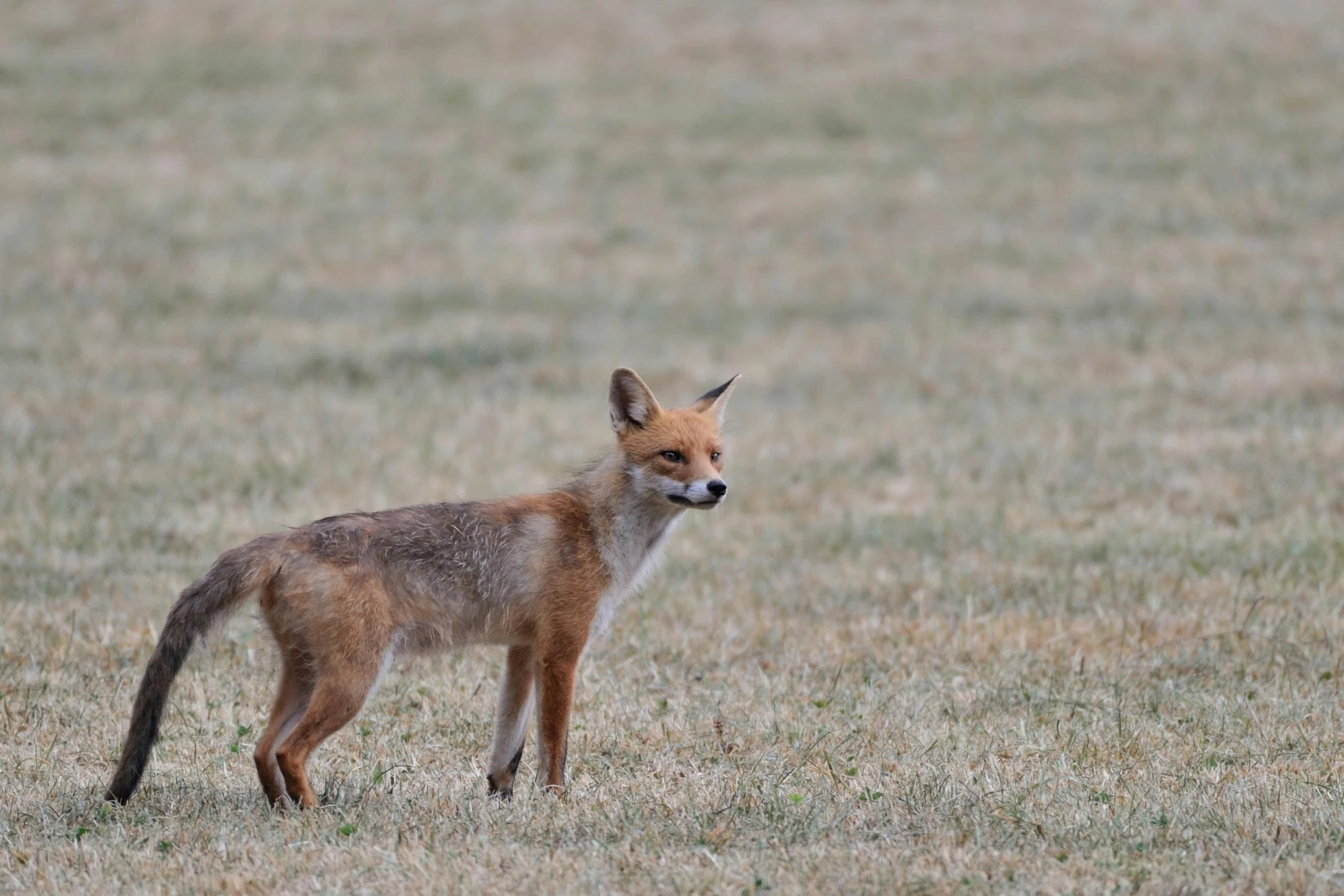 a single fox in a field looking off into the distance