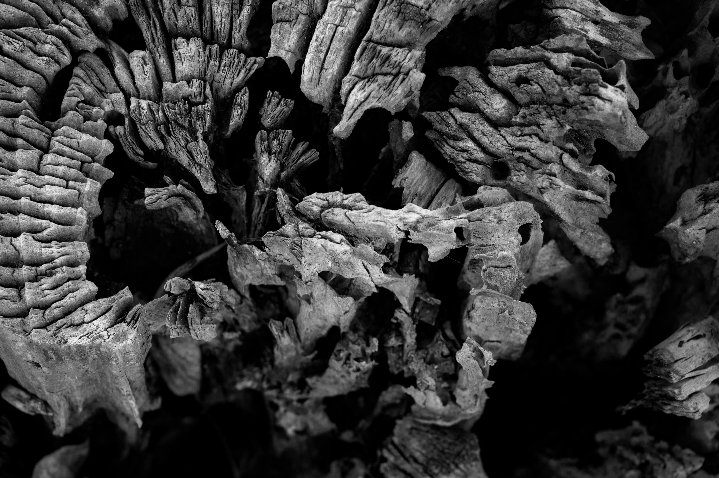 the dark side of wood - a close up view of textured wood