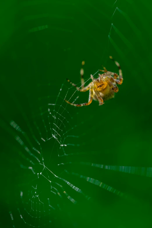 a spider on its web and a spider with yellow face
