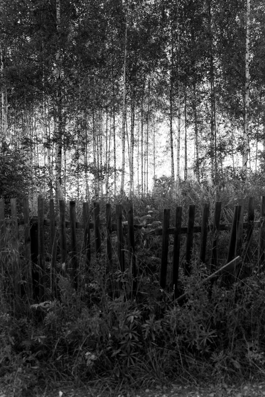 black and white image of an old fence in a wooded area