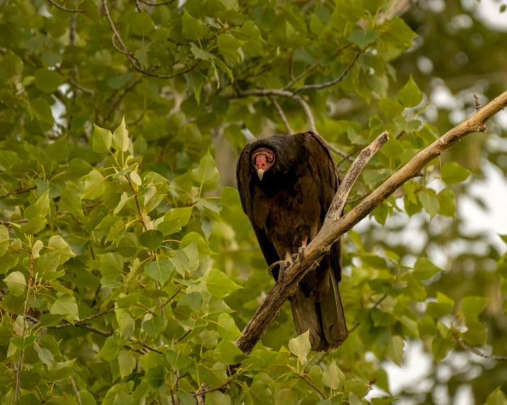 a large black bird perched on a tree limb