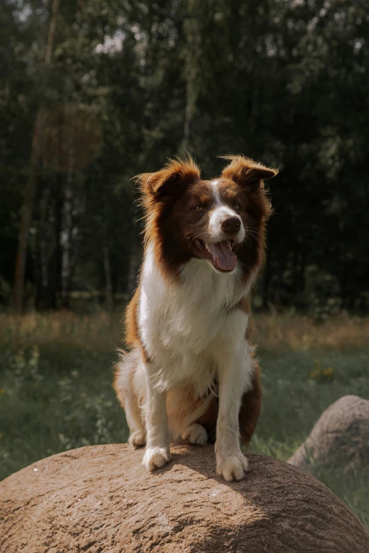 the dog is sitting on top of a big rock