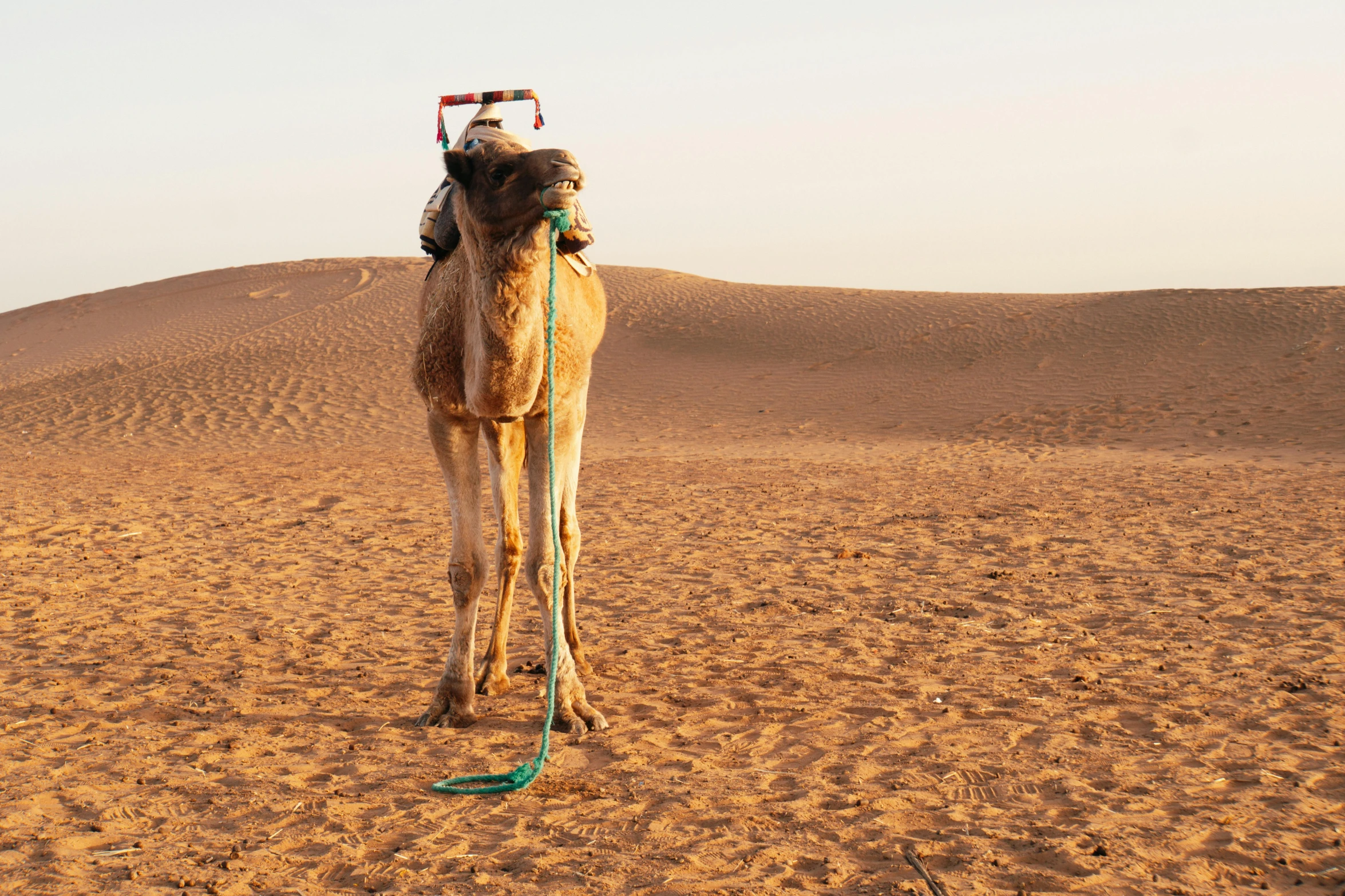 a camel is tied to the back of its hump