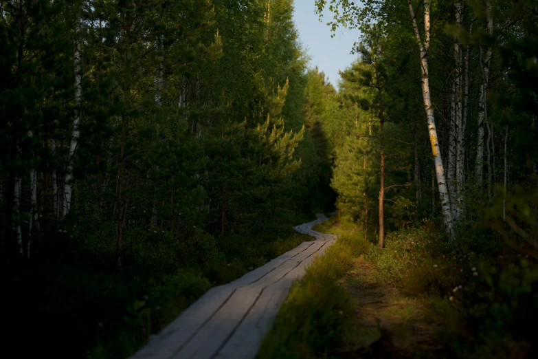 a long path going through a pine forest