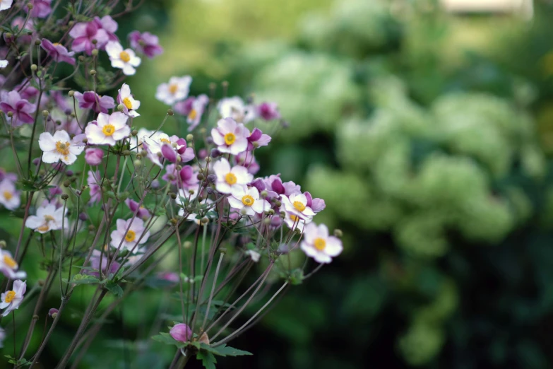 a bunch of white and purple flowers next to each other