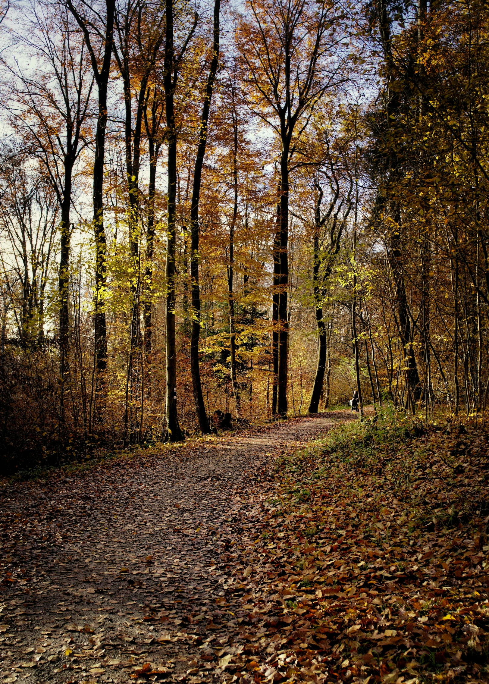 a dirt road with lots of leaves on the ground