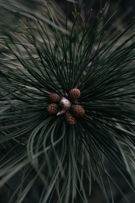 a close up of some pine cones on a tree