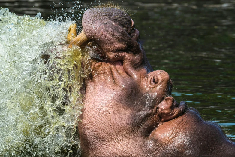 an adult hippo is having some fun in the water