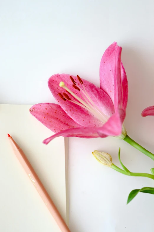 a small pen, a flower and some paper with a pencil laying beside it