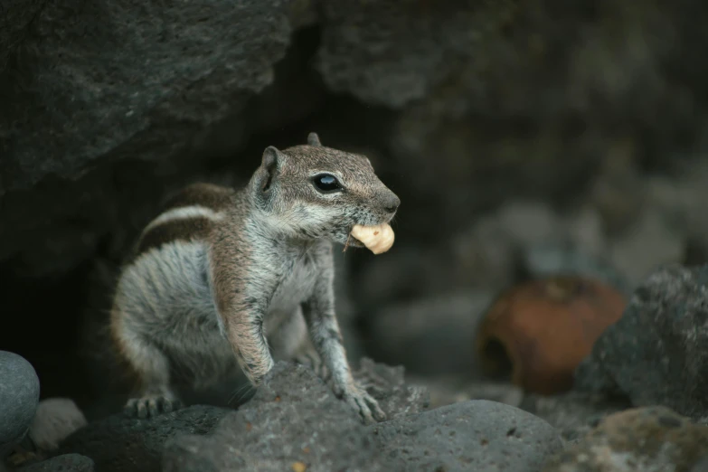 a small animal sitting next to a rock wall eating a piece of bread