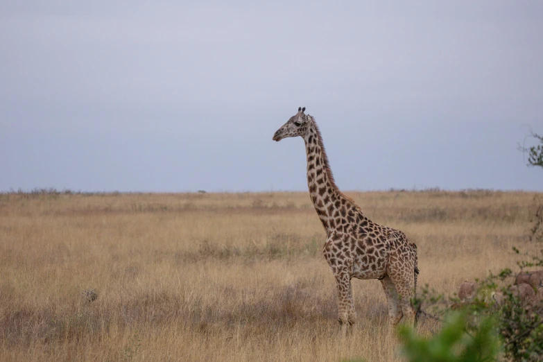 a lone giraffe is standing out in the tall grass