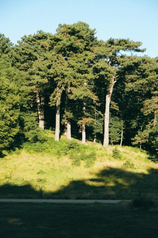 three trees stand on a hill in a forest