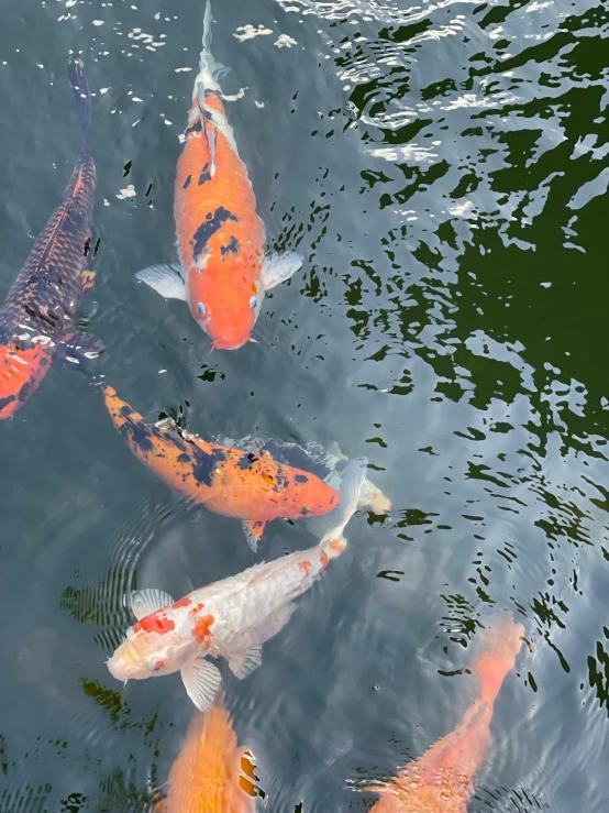 four fancy looking fish swimming in the water