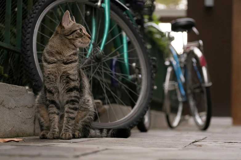 a cat sitting next to a blue bike parked on the street