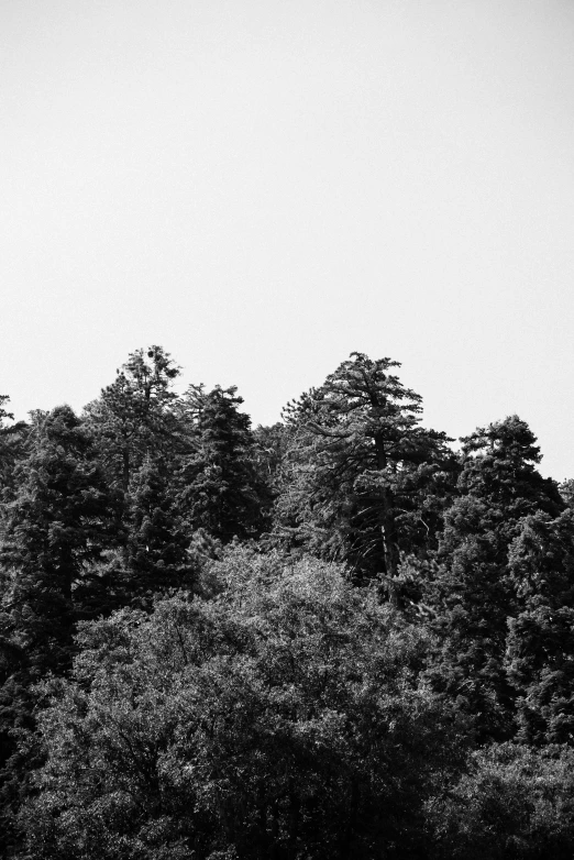 a plane flies low over the trees in a hazy sky