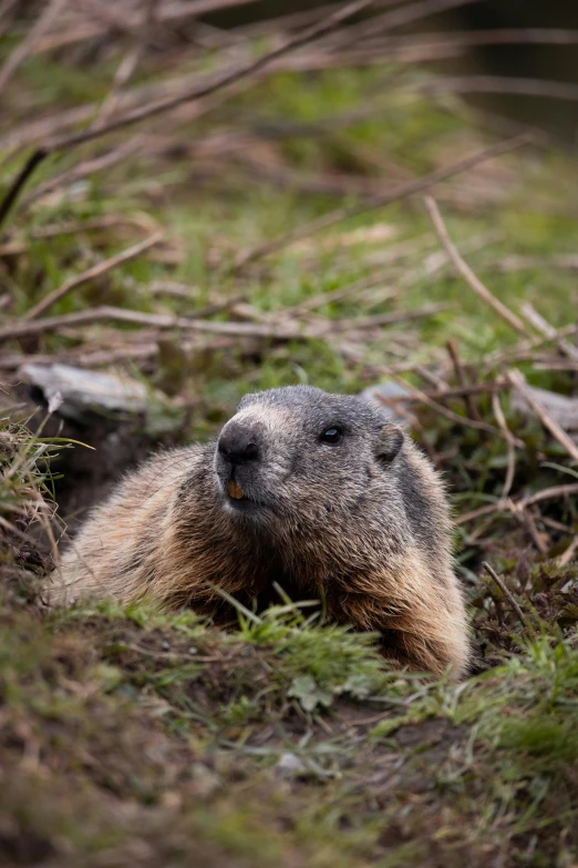 a marmot laying down in the grass