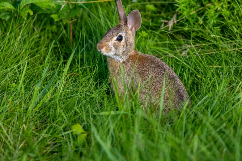 a bunny rabbit is hiding in the grass