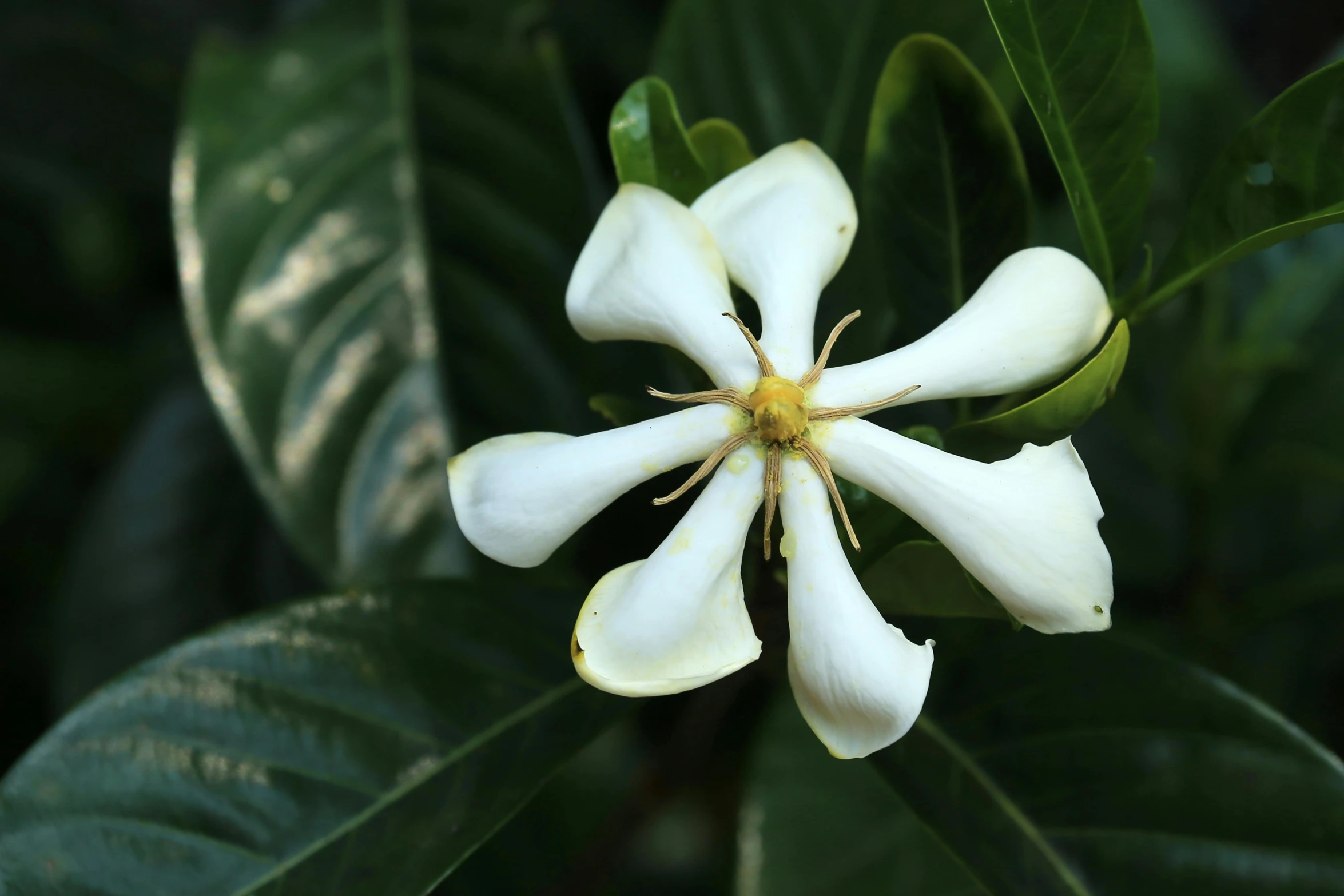 a close up of a white flower with leaves