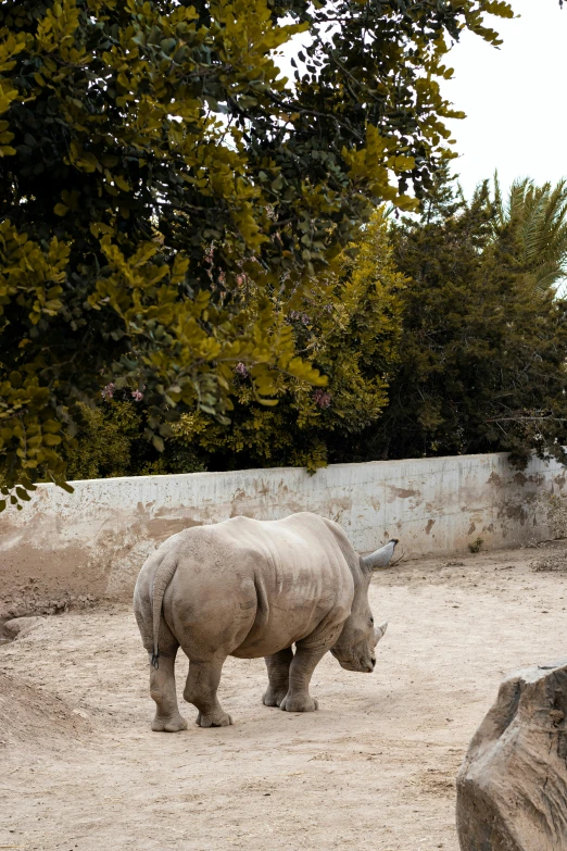 the rhino is standing in the dirt by himself