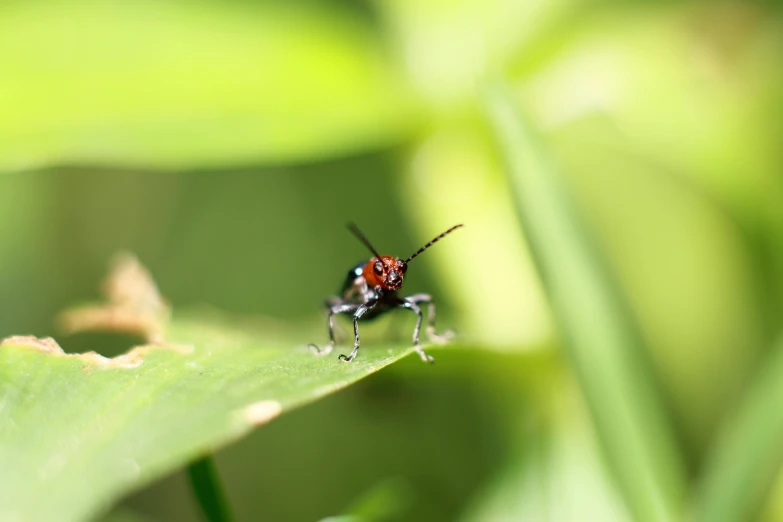 the bug is sitting on the leaves of the plant