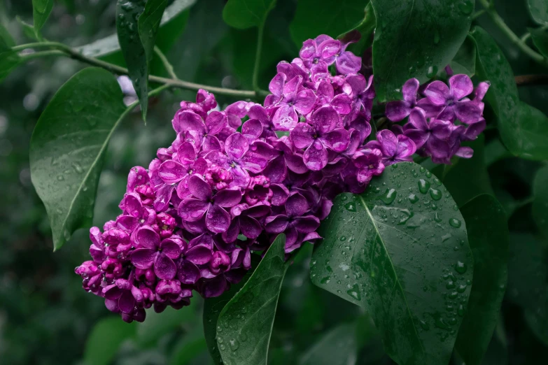 some purple flowers on a green plant and rain