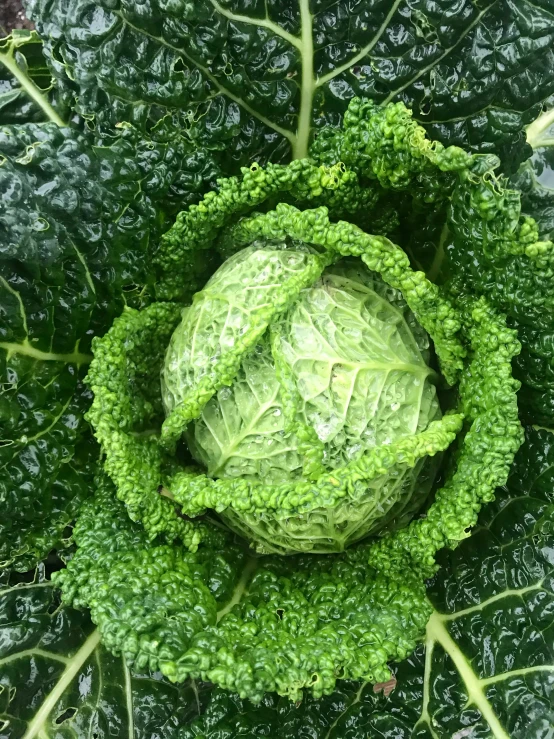 close up image of a lettuce head