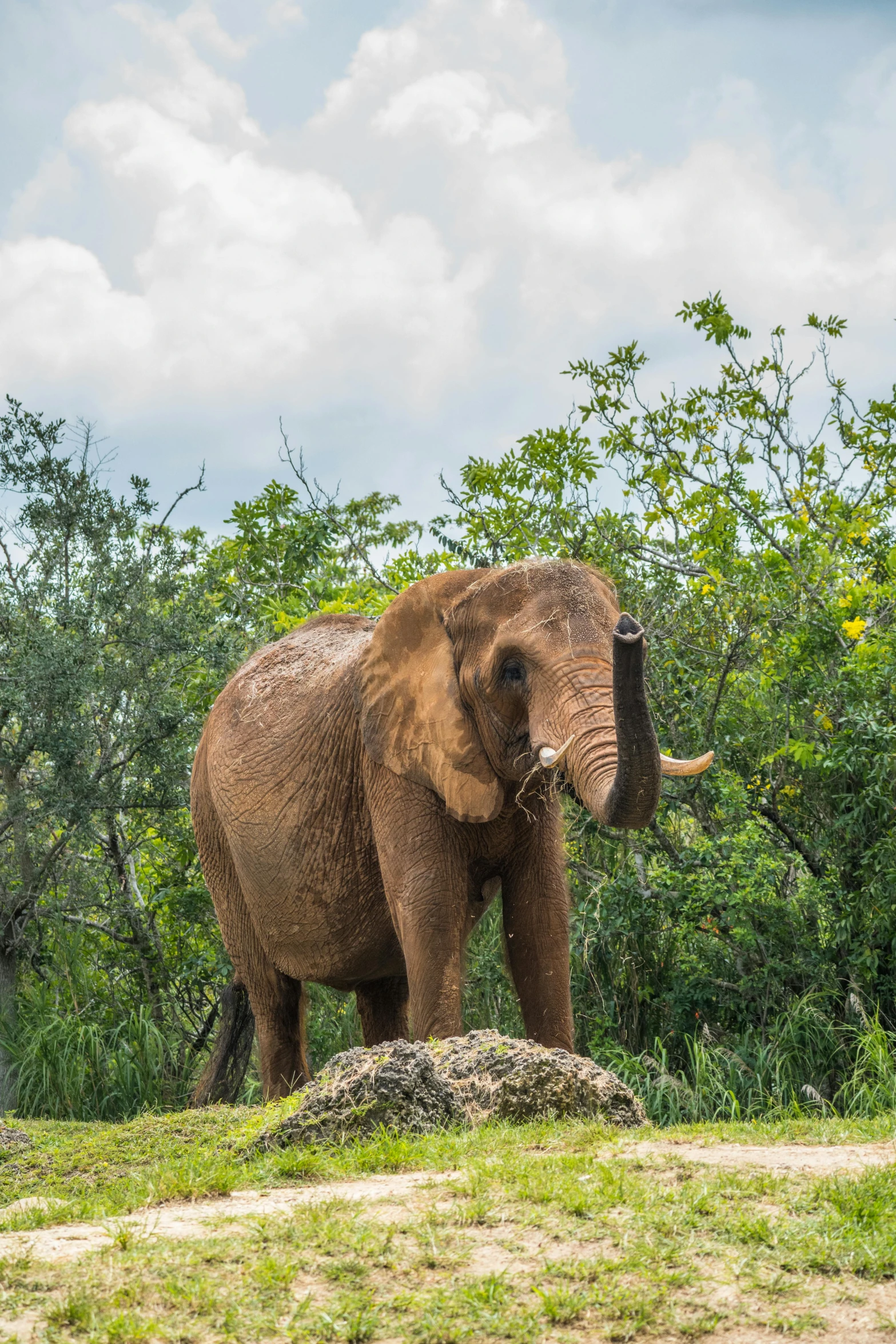 a large gray elephant standing on top of a grass covered field