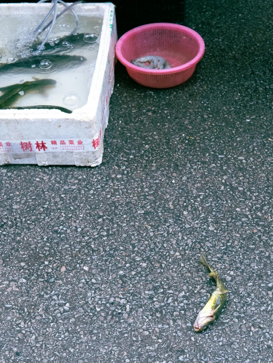 a dead fish that is on the ground near an empty box