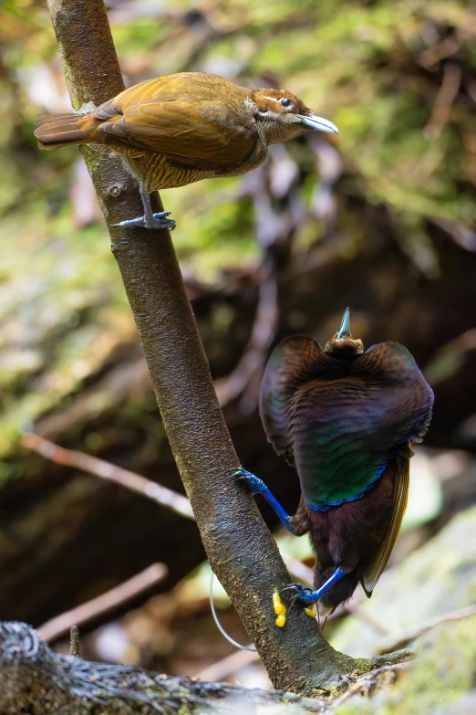 the two small birds sit on top of the limb